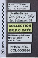 Etiketten zu Gnathodicrus kubani (NHMW-ZOO-COL-0008984)